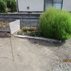 コキアの種いりませんか