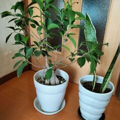ガジュマル　サンスベリア　観葉植物の画像