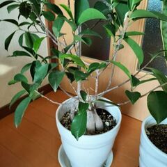 ガジュマル　サンスベリア　観葉植物の画像
