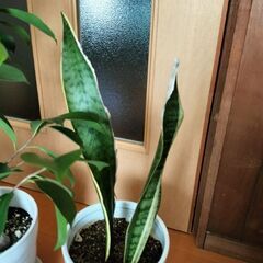 ガジュマル　サンスベリア　観葉植物の画像