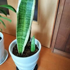 ガジュマル　サンスベリア　観葉植物の画像