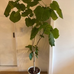 フィカス・ウンベラータ（鉢付き）　大型　観葉植物