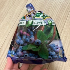 【お譲り先決定】ブルーベリーを育てている方へ🌿‬メンテナンスに！