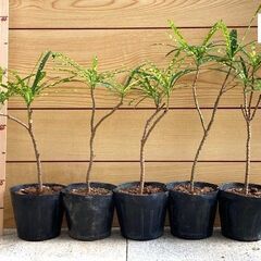 観葉植物　クロトン（流星）苗木1本の画像