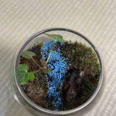 　ガラスケース　苔テラリウム　　の画像