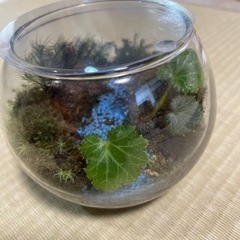 　ガラスケース　苔テラリウム　　の画像