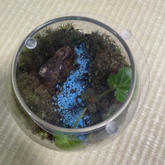 　ガラスケース　苔テラリウム　　の画像