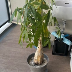 パキラ Mサイズ 観葉植物