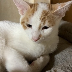 七月九日産まれの茶白くん − 富山県