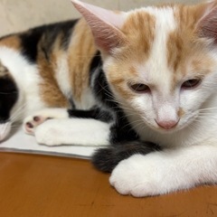 七月九日産まれの茶白くん - 里親募集
