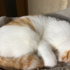 七月九日産まれの茶白くん - 猫
