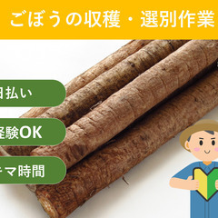 ＼日払い・1日OK！／初心者歓迎！ゴボウの収穫・選別作業