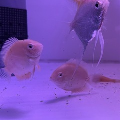 【直接引取り】熱帯魚エンゼルフィッシュ他