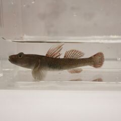 いきもの教室　生徒募集中！の画像