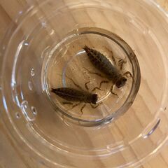 いきもの教室　生徒募集中！の画像