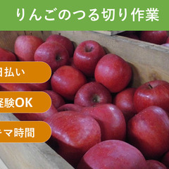 ＼日払い・1日OK！／初心者歓迎！りんごのツル切りや袋詰め作業など