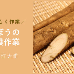 ＼日払い・1日OK！／初心者歓迎！ごぼう収獲作業のお手伝い