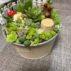 取り引き中)りす 多肉植物、セダムの寄せ植え