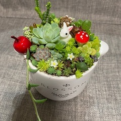 取り引き中)うさぎ 多肉植物、セダムの寄せ植え