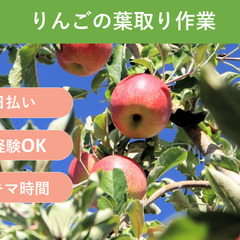 ＼日払い・1日OK！／初心者歓迎！りんごの葉取り・収穫作業