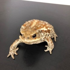 美個体✨ミヤコヒキガエル 選べます！ ランダム個体 全国発送可能！の画像