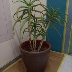 多肉植物 アガベ 

観葉植物？