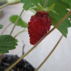 四季成りイチゴ　多年の画像
