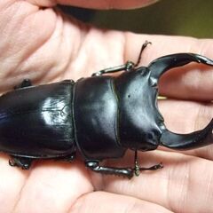 三重県産オオクワガタ  ♂73.2ミリ ♀47.5ミリ ペアの画像
