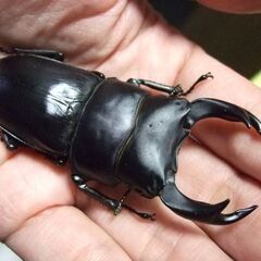 三重県産オオクワガタ  ♂73.2ミリ ♀47.5ミリ ペアの画像