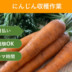 ＼日払い・1日OK！／初心者歓迎！人参収穫作業