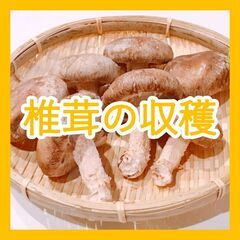 ＼日払い・1日OK！／初心者歓迎！椎茸の収穫のお手伝い