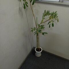 観葉植物　パキラ？