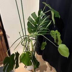 観葉植物・モンステラ