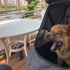 大型犬・中型犬用カートの画像