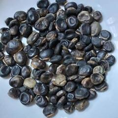 ムクナ豆　お試しに　アルツハイマーのお薬の成分でもあります