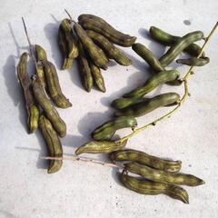 ムクナ豆　お試しに　アルツハイマーのお薬の成分でもありますの画像