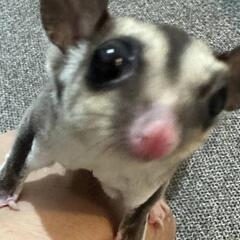 フクロモモンガ