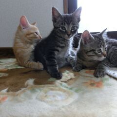 子猫の里親を募集しています 　その２ - かほく市