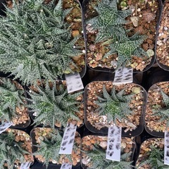 多肉植物