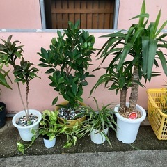 観葉植物🪴5点セット✨値下げ✨ 