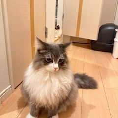 サイベリアンの男の子の里親を募集しています