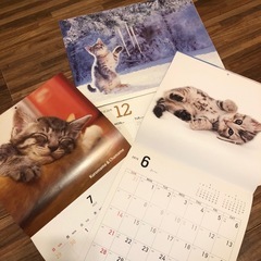 かわいい仔猫ちゃんカレンダー ねこ ネコ 写真  の画像
