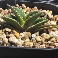 　アガベ チタノタ 冰雹 "Hyou"優良血統 子株