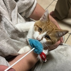 チャ白　茶トラ　🐈　オス　３ヶ月　仔猫