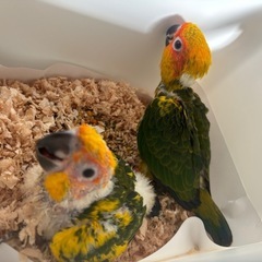 コガネメキシコインコあと一羽です。