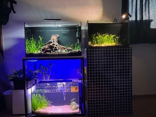 流木