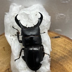 【新成虫】サキシマヒラタクワガタ　WF4 オス単品