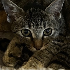 ウルルン瞳がキュート　スミレ