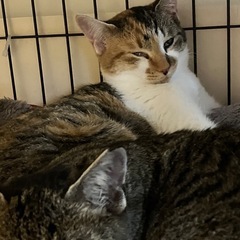三毛猫サクラ　