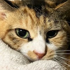 キジミケのすず - 里親募集